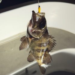 アジ・メバル/アジング・メバリング