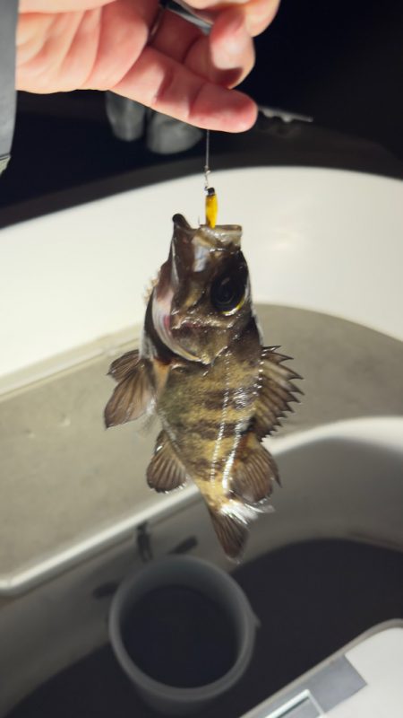 アジ・メバル/アジング・メバリング