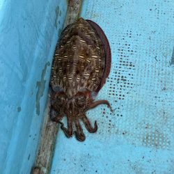 伝馬で沖にでました