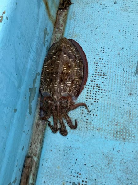 伝馬で沖にでました