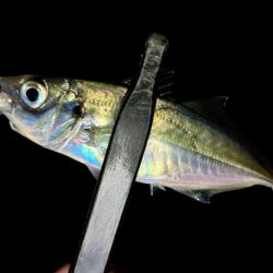 プチ遠征で、やっとアジ来た〜！