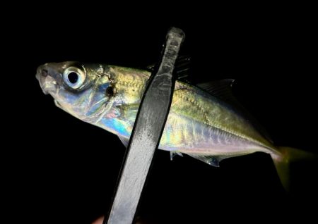 プチ遠征で、やっとアジ来た〜！