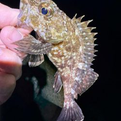 深夜のガシラッシュ