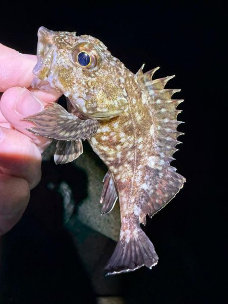 深夜のガシラッシュ