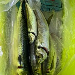 イカメタル＆バチコン