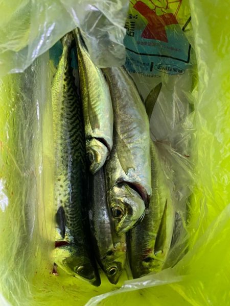 イカメタル＆バチコン