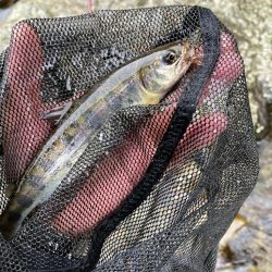 桜前線到達前、降雨前線通過