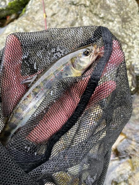 桜前線到達前、降雨前線通過