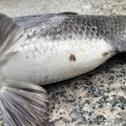 チヌのノッコミ中です♪