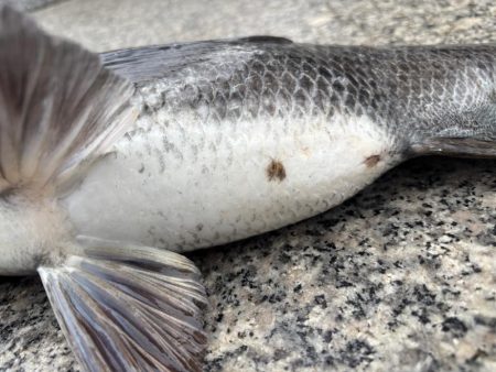 チヌのノッコミ中です♪