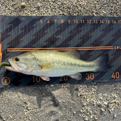 スポーン突入💦