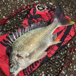 ヘチってきました