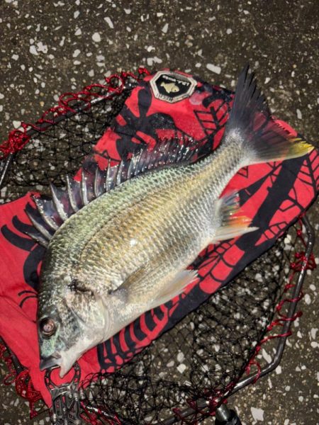 ヘチってきました