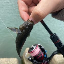 ライトゲーム五目　in養老