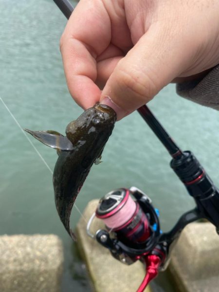 ライトゲーム五目　in養老