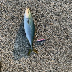 2年ぶりの70センチ台