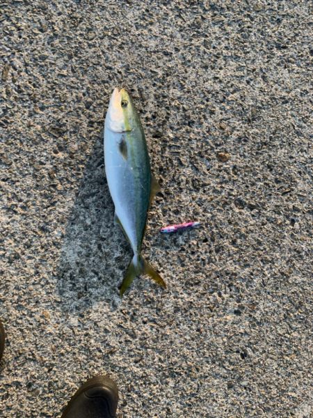 2年ぶりの70センチ台