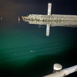 ケンサキイカ🦑