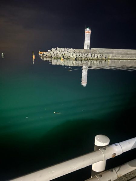 ケンサキイカ🦑