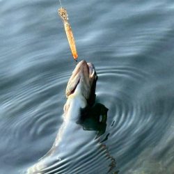 高島の泉でのんびり釣り🎣