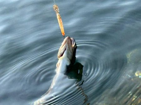 高島の泉でのんびり釣り🎣
