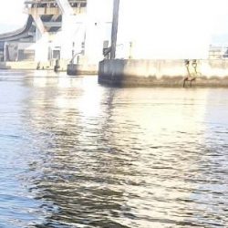 春のインショアシーバス