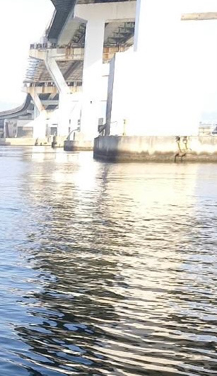 春のインショアシーバス