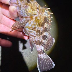 惜しくも尺届かず!!