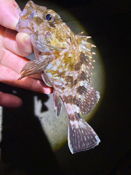 惜しくも尺届かず!!