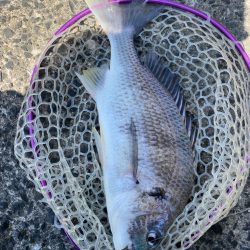 キビレ見つけた！