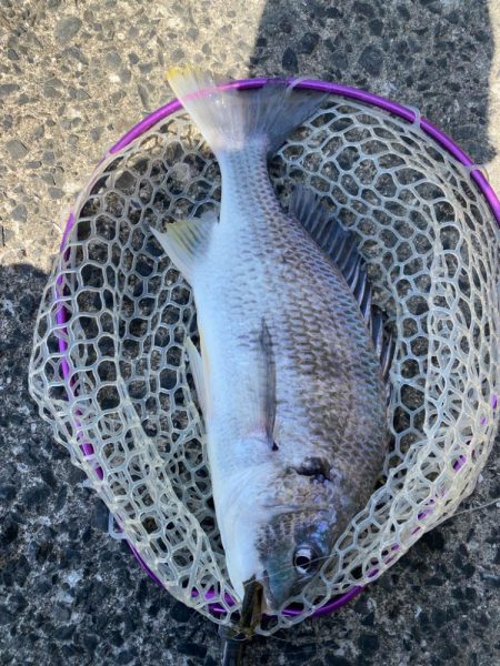 キビレ見つけた！