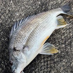 ヘチってきました