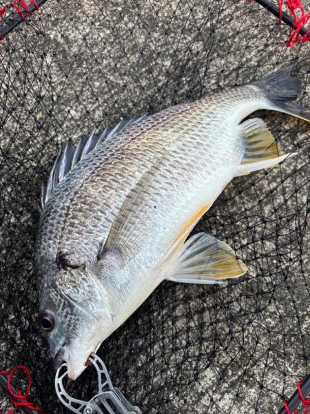 ヘチってきました