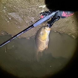 ボトムのカーピング！