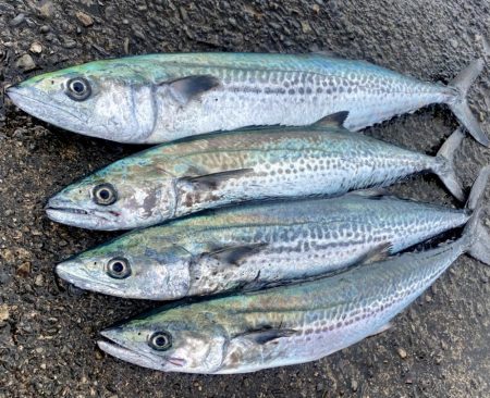 サゴシ複数キャッチ