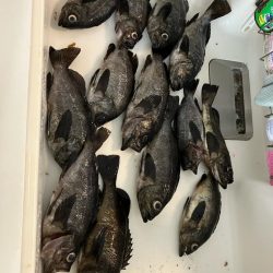 東二見メバル16