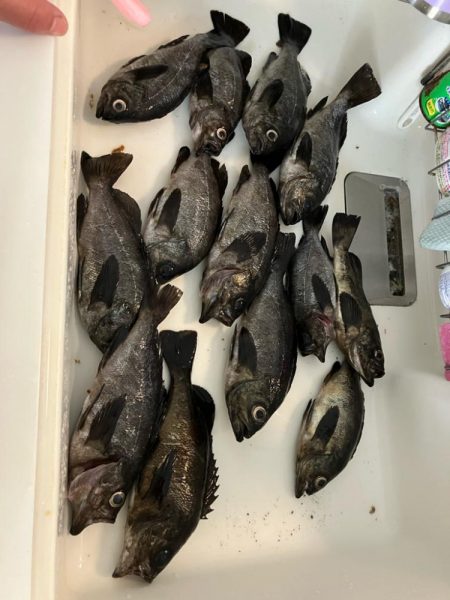 東二見メバル16