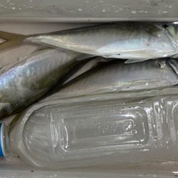 数はまだまだやな〜！