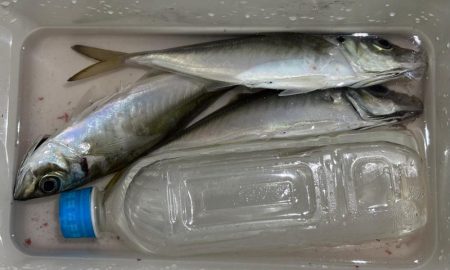 数はまだまだやな〜！