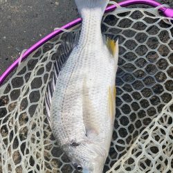 チニングでツ抜け！