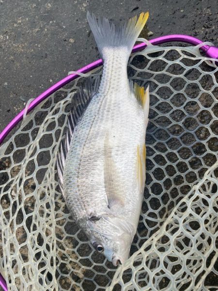 チニングでツ抜け！