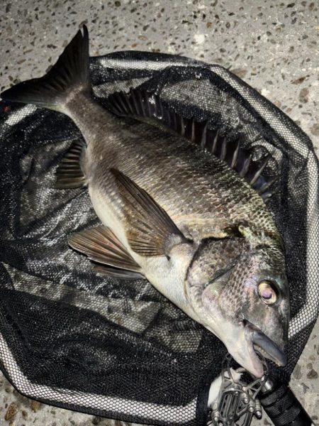 ヘチってきました