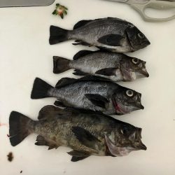 東二見メバル17