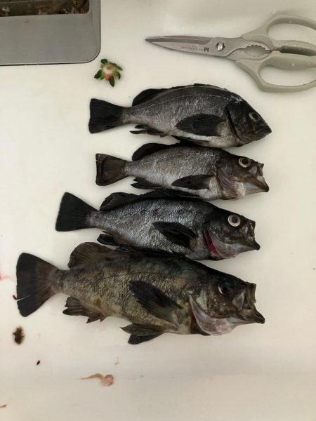 東二見メバル17