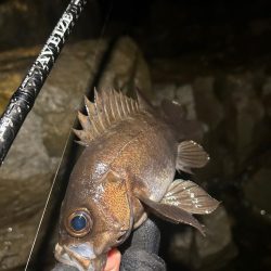 地磯でメバリング