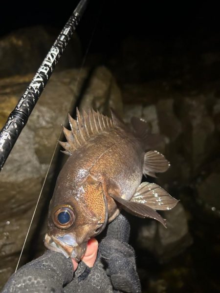 地磯でメバリング