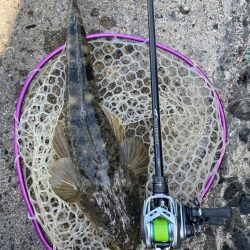 今日もチニング！