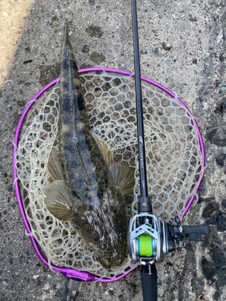 今日もチニング！