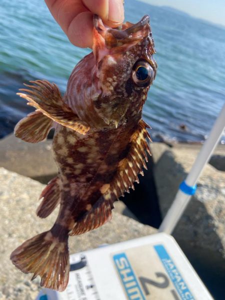 シロギスタ:サグリスタ