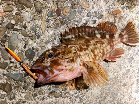 豆クネクネでテクトロメバルにゃ！